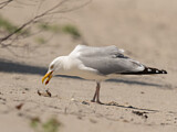 Image. European Herring Gull