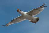 Image. European Herring Gull
