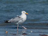 Image. European Herring Gull