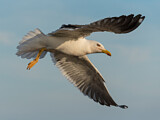 Image. European Herring Gull
