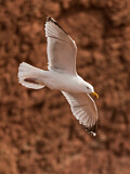 Image. European Herring Gull