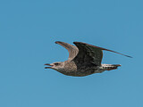 Image. European Herring Gull