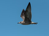 Image. European Herring Gull