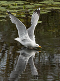 Image. European Herring Gull