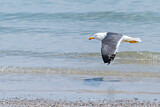 Image. European Herring Gull