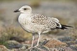 Image. European Herring Gull