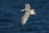 Image. European Herring Gull