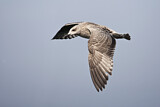 Image. European Herring Gull