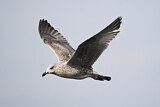 Image. European Herring Gull