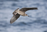 Image. European Herring Gull