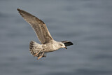 Image. European Herring Gull