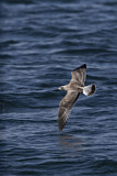 Image. European Herring Gull