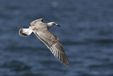 Image. European Herring Gull