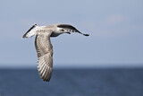 Image. European Herring Gull