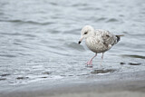 Image. European Herring Gull