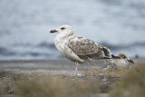 Image. European Herring Gull
