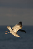 Image. European Herring Gull