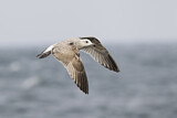 Image. European Herring Gull