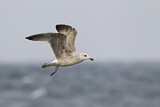 Image. European Herring Gull
