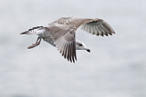 Image. European Herring Gull