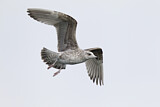 Image. European Herring Gull