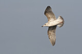 Image. European Herring Gull