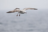 Image. European Herring Gull