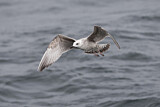 Image. European Herring Gull