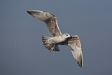 Image. European Herring Gull