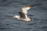 Image. European Herring Gull