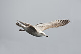 Image. European Herring Gull