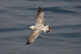 Image. European Herring Gull