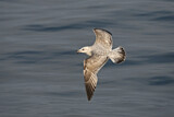 Image. European Herring Gull