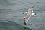 Image. European Herring Gull