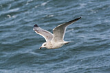 Image. European Herring Gull