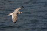 Image. European Herring Gull