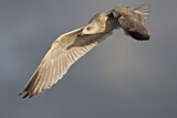 Image. European Herring Gull