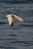 Image. European Herring Gull