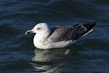 Image. European Herring Gull