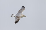 Image. European Herring Gull
