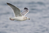 Image. European Herring Gull
