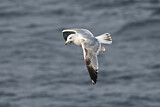 Image. European Herring Gull