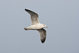 Image. European Herring Gull