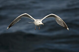 Image. European Herring Gull