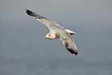 Image. European Herring Gull