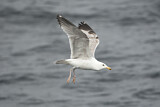 Image. European Herring Gull