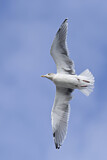 Image. European Herring Gull