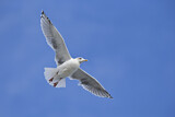 Image. European Herring Gull