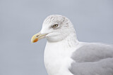 Image. European Herring Gull