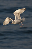 Image. European Herring Gull